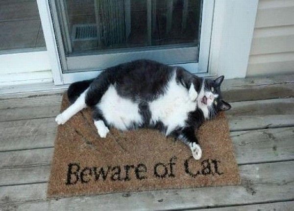 Danger....gare au chat....