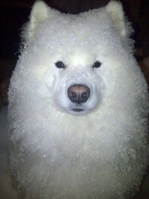 chien hiver....