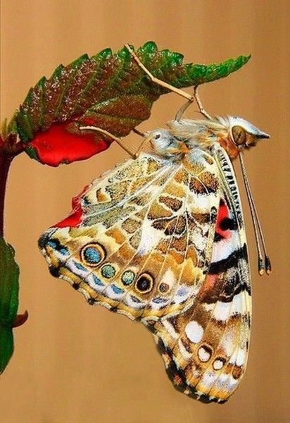 magnifique