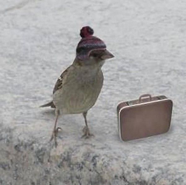 sac a papier 