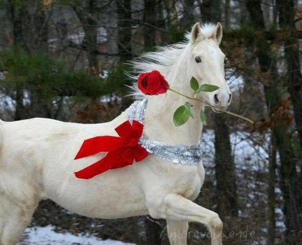 cadeau une belle fleur