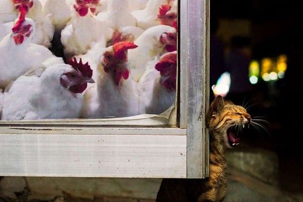 Compris...bateinche..........hi.hi.....