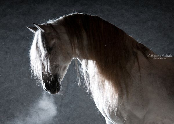 Cheval