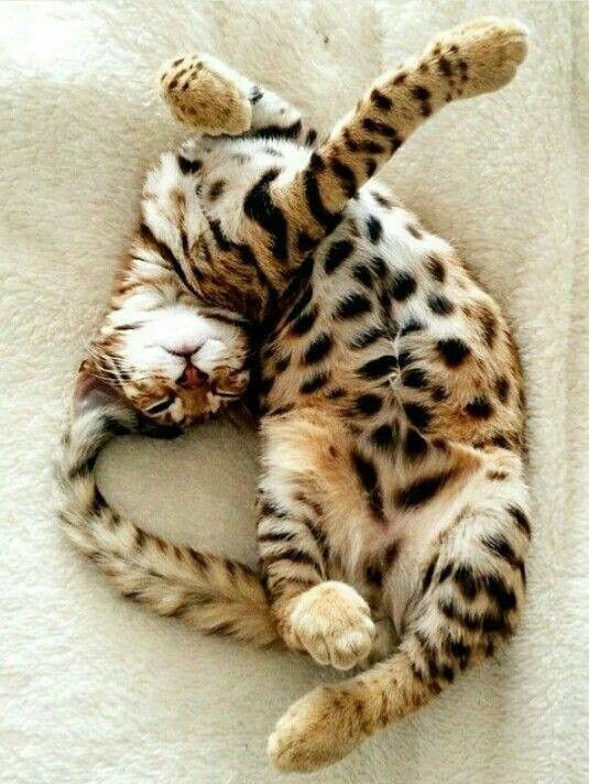 cé..pour chat