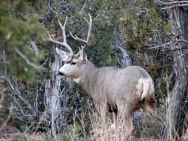 beau buck