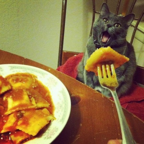 HA!!!!!.......des raviolis...