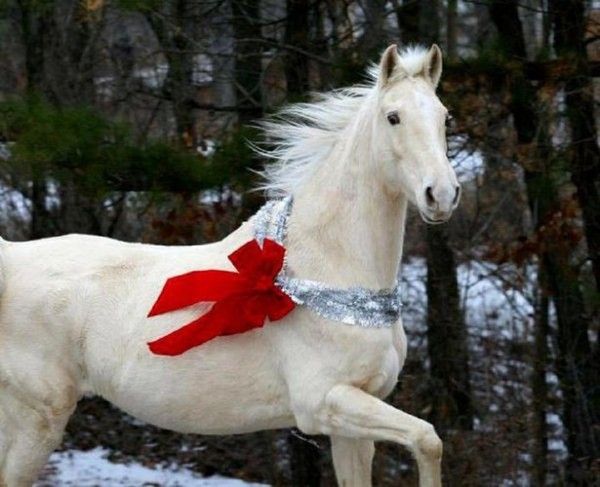 Un cheval de noël...