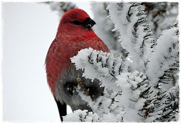 Bel oiseau..hiver...