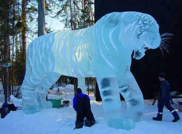 Tigre de glace
