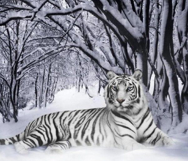 Tigre de neige...