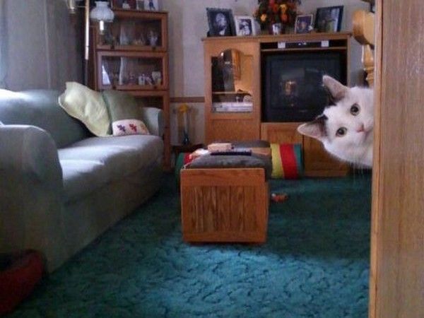 coucou