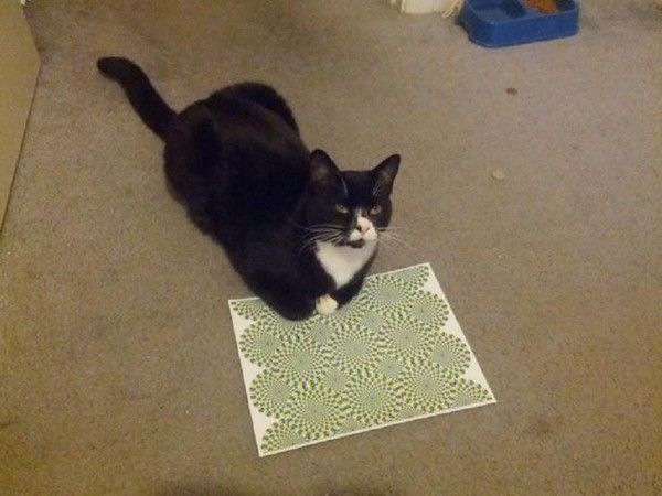 Chat psychologue
