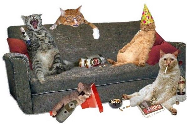 party time....hi..hi..
