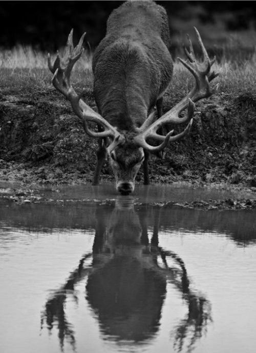 Le summum pour le chasseur