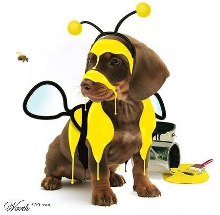 Un chiot veut devenir abeille...