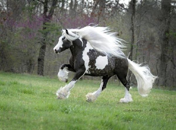 Un fabuleux cheval