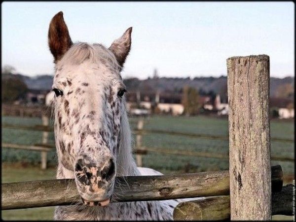 Cheval ...prêt à t'écouter....