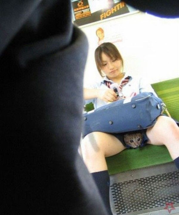 Quelle chatte