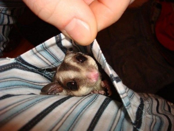 Lit souris