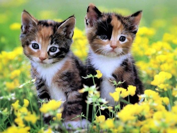 chatons printemps