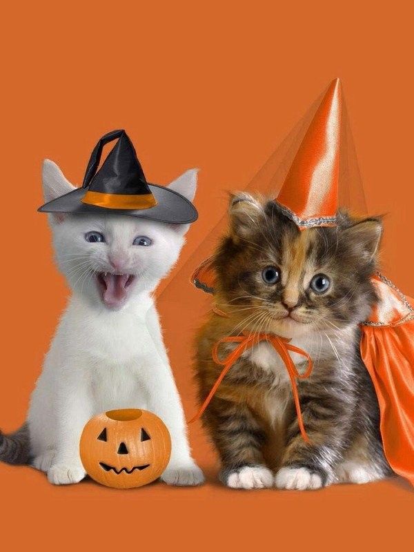 Chat Halloween...