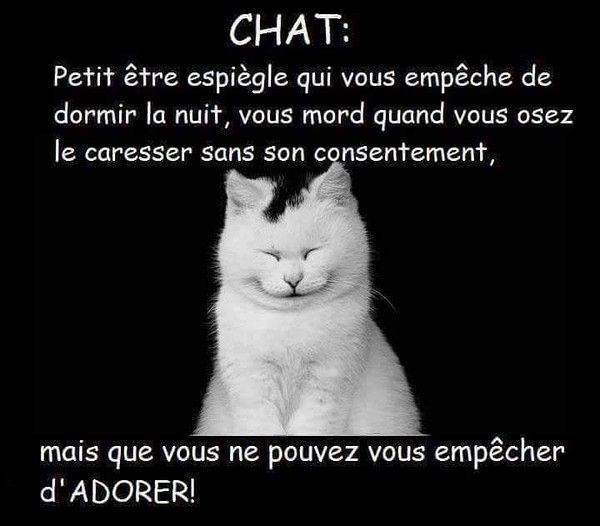 chat 