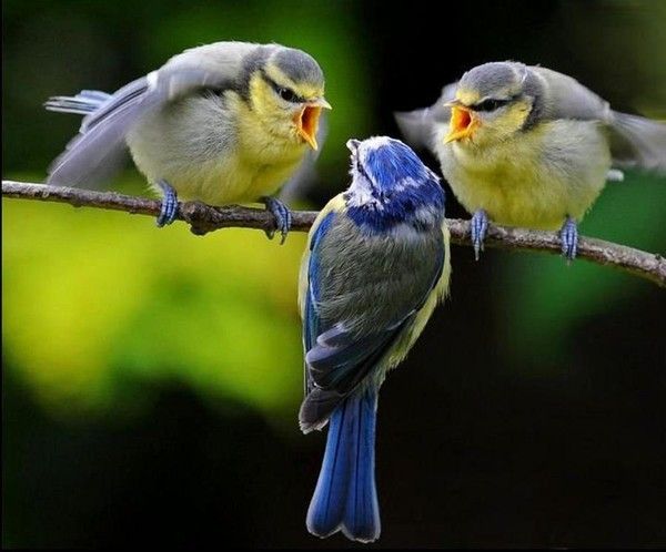 Voilà pourquoi....Oiseaux muscle