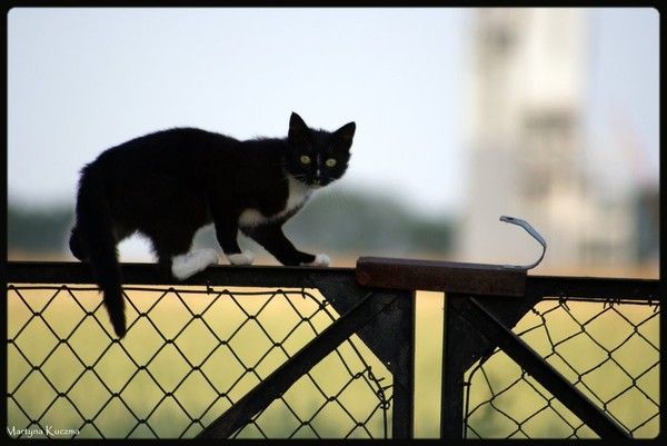 oh..! boy...chat noir en vue...hi..hi..