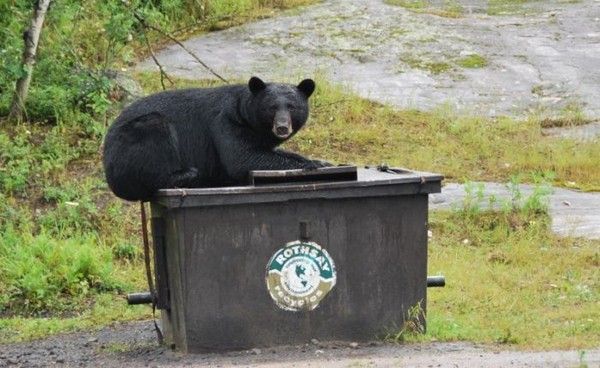 Mon picnic est foutu