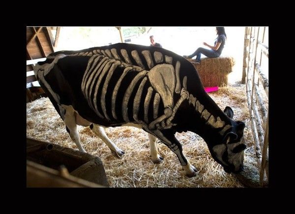 Vache squelettique