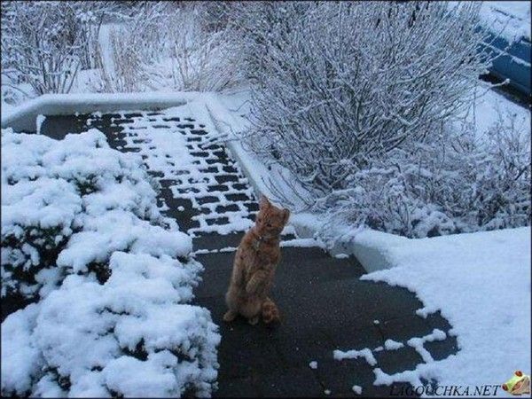 Allo....la visite s'amène...hi.hi..