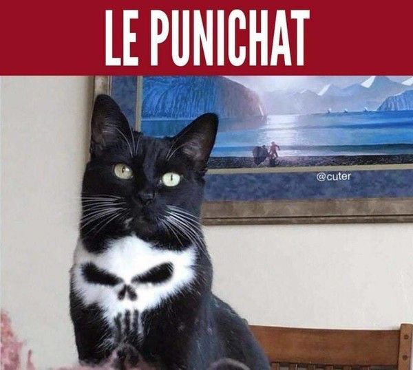 cat punisher