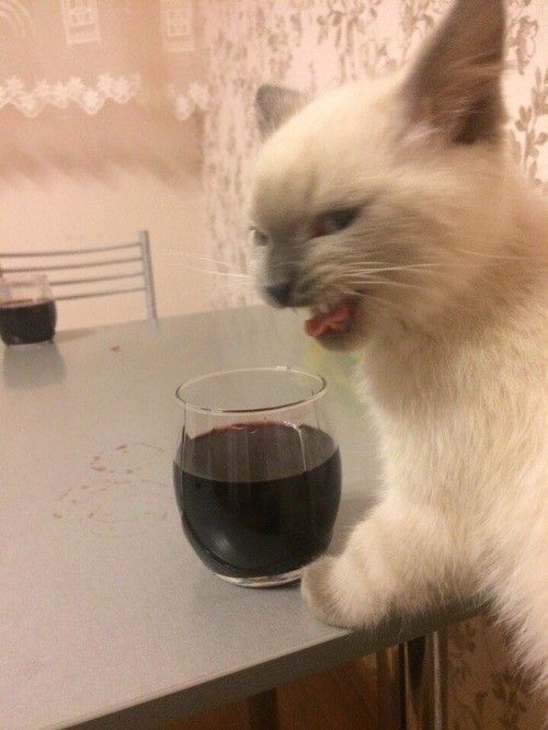 moé...chat me prend