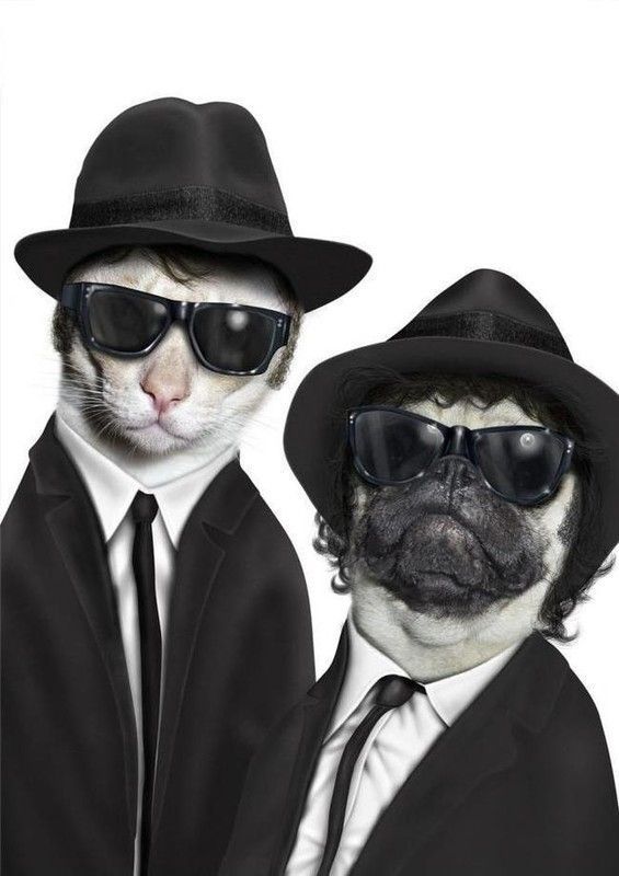 the blues brothers...