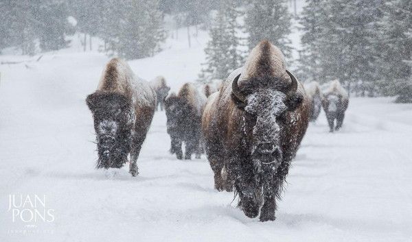 bison...a la charge