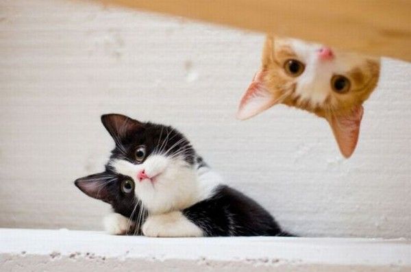 hi.hi...nous ont surveillent