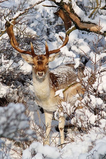 toute cette neige