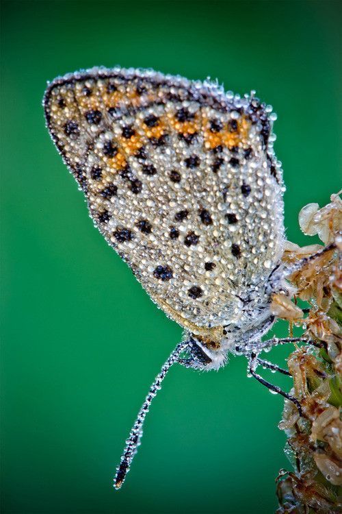 Papillon fortuné