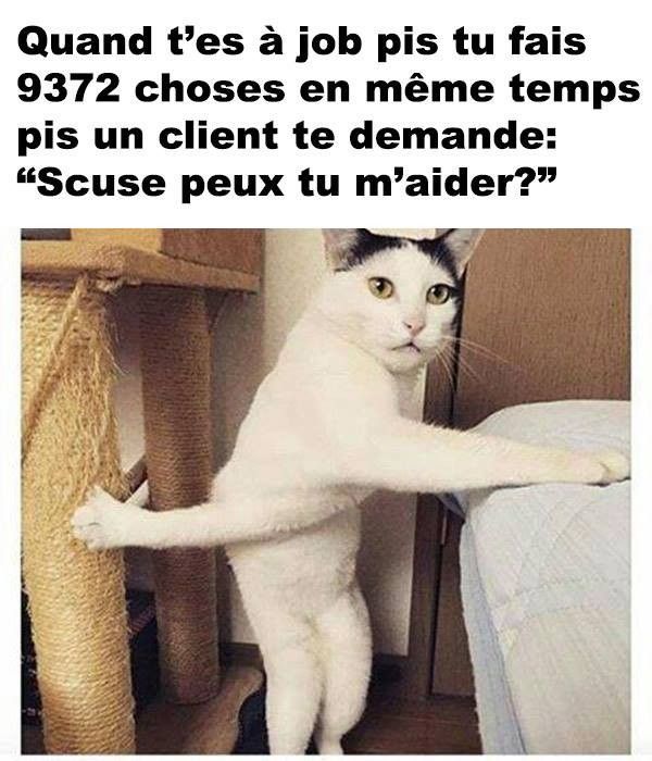 chat cé...quand