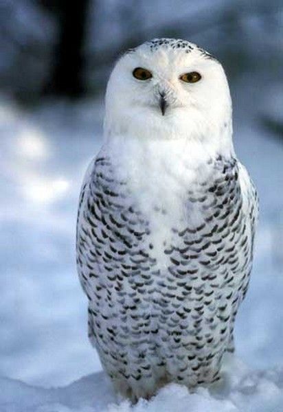yo..cé...moi....hi....hi..