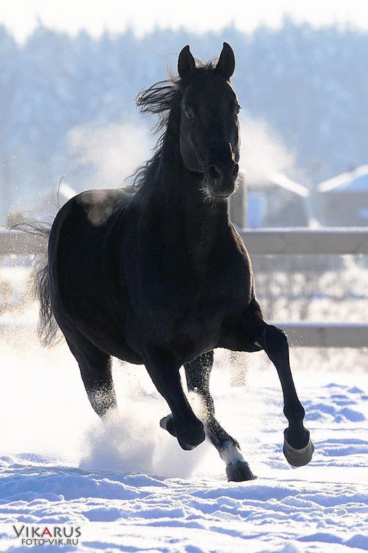 Beau cheval noir