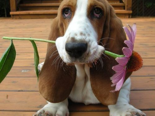 Une fleur pour toi maman...