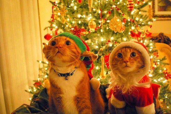 chat de noël...