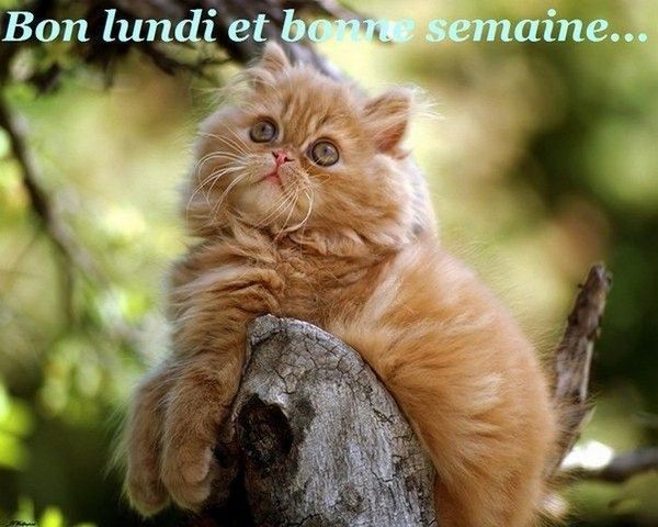 bon lundi