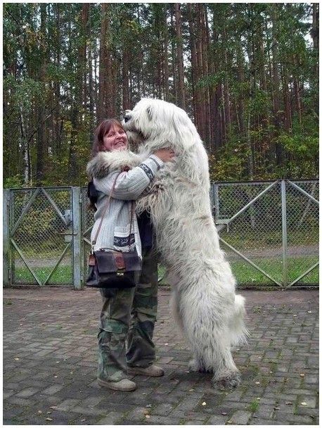 grand chien