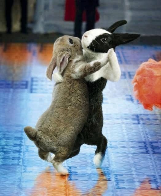 Bon...la danse du lapin.....