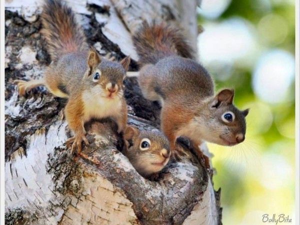 Trois mignon ...écureuil....