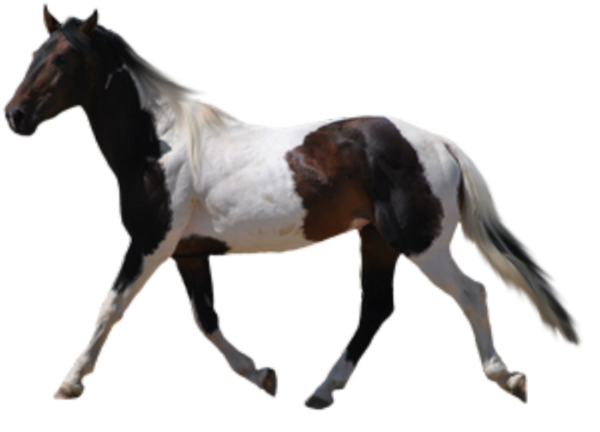 paint horse