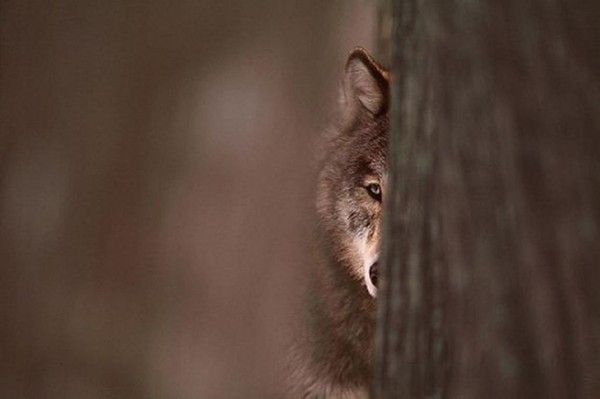 Loup...hésitant.....!