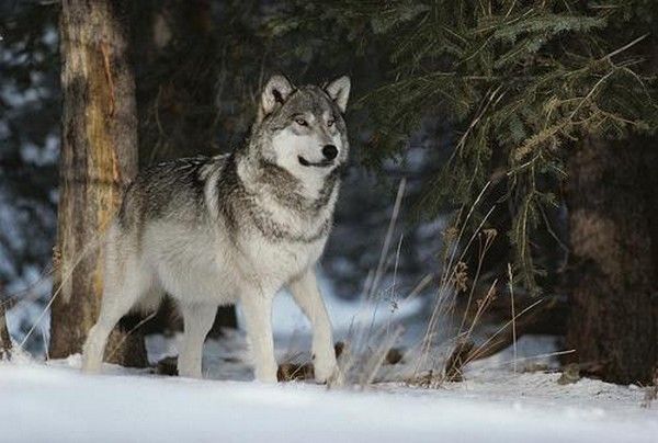 Un beau loup
